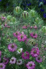 Image result for Nigella damascena