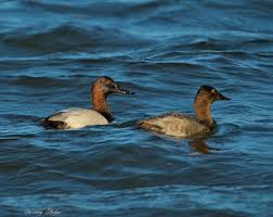 Image result for Aythya valisineria