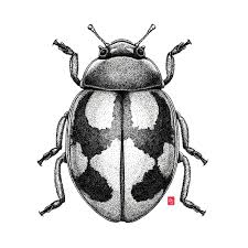 Attēlu rezultāti vaicājumam “Coccinella hieroglyphica”