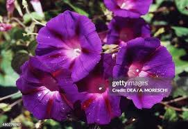 Attēlu rezultāti vaicājumam “Convolvulaceae”