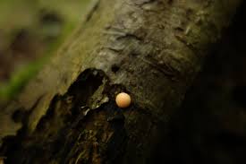 Attēlu rezultāti vaicājumam “Lycogala irregulare macro”