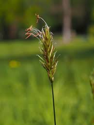Attēlu rezultāti vaicājumam “Anthoxanthum odoratum”
