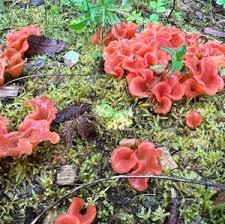 Attēlu rezultāti vaicājumam “Tremiscus helvelloides”