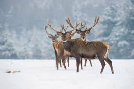 Attēlu rezultāti vaicājumam “Cervus elaphus”