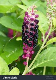 Attēlu rezultāti vaicājumam “Phytolaccaceae”