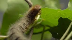 Attēlu rezultāti vaicājumam “Lasiocampa quercus larva”