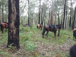 Image result for Abinger Forest Riding Club