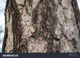 Attēlu rezultāti vaicājumam “Larix decidua var. polonica”