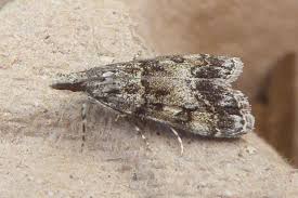 Attēlu rezultāti vaicājumam “Eudonia lacustrata”