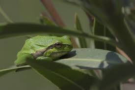 Attēlu rezultāti vaicājumam “Hyla arborea adult”