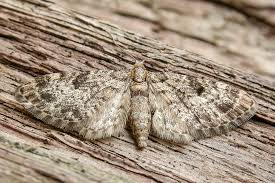 Attēlu rezultāti vaicājumam “Eupithecia tantillaria”