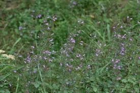 Attēlu rezultāti vaicājumam “Acinos arvensis”