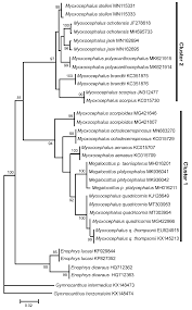 Image result for Myoxocephalus octodecemspinosus