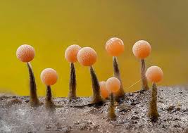 Attēlu rezultāti vaicājumam “Trichia crateriformis macro”