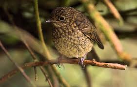 Attēlu rezultāti vaicājumam “Erithacus rubecula juvenile”
