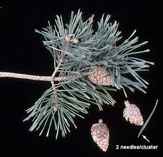 Attēlu rezultāti vaicājumam “Pinus sylvestris leaf”