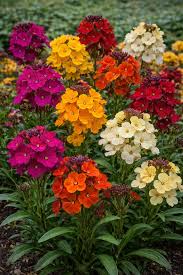 Image result for Cheiranthus cheiri