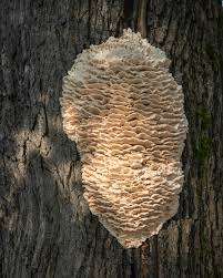 Attēlu rezultāti vaicājumam “Climacodon septentrionalis”