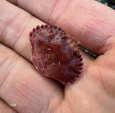 Image result for Metacarcinus magister