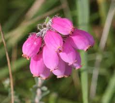 Attēlu rezultāti vaicājumam “Erica tetralix flower”