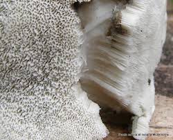 Attēlu rezultāti vaicājumam “Postia caesia”