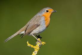 Attēlu rezultāti vaicājumam “Erithacus rubecula adult”