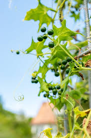 Attēlu rezultāti vaicājumam “Bryonia alba fruit”