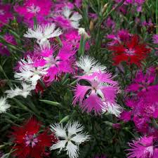 Image result for Dianthus superbus