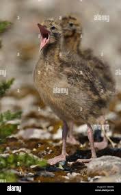 Attēlu rezultāti vaicājumam “Larus ridibundus juvenile”