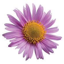 Image result for Aster alpinus