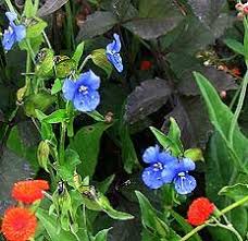 Attēlu rezultāti vaicājumam “Commelina coelestis”
