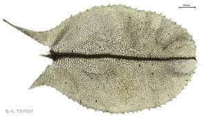 Attēlu rezultāti vaicājumam “Plagiomnium elatum”