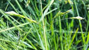 Attēlu rezultāti vaicājumam “Poa humilis”