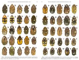 Attēlu rezultāti vaicājumam “Scarabaeidae”