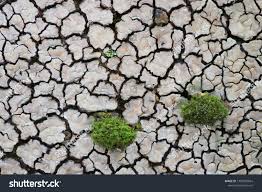 Attēlu rezultāti vaicājumam “Xylobolus frustulatus”