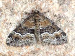 Attēlu rezultāti vaicājumam “Perizoma bifaciata”