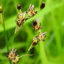 Attēlu rezultāti vaicājumam “Juncus gerardii bud”
