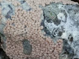 Attēlu rezultāti vaicājumam “Diderma spumarioides”