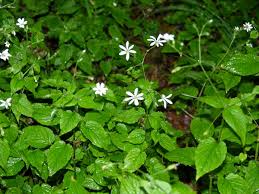 Attēlu rezultāti vaicājumam “Stellaria nemorum flower”