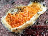 Attēlu rezultāti vaicājumam “Leucogyrophana mollusca”