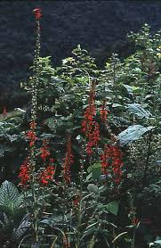 Attēlu rezultāti vaicājumam “Campanulaceae”
