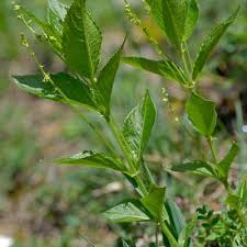 Attēlu rezultāti vaicājumam “Mercurialis perennis leaf”