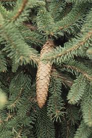 Attēlu rezultāti vaicājumam “Picea abies leaf”