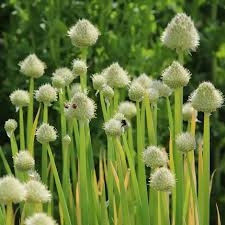 Résultat de recherche d'images pour "Allium fistulosum"