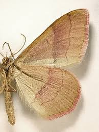 Attēlu rezultāti vaicājumam “Rhodostrophia vibicaria”