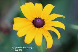 Attēlu rezultāti vaicājumam “Rudbeckia hirta var. hirta flower”