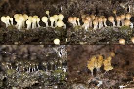 Attēlu rezultāti vaicājumam “Trichia crateriformis”