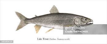 Image result for Salvelinus namaycush
