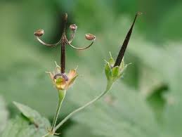 Attēlu rezultāti vaicājumam “Geranium bohemicum bud”