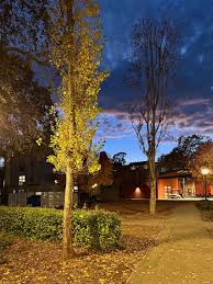 Attēlu rezultāti vaicājumam “Populus nigra”